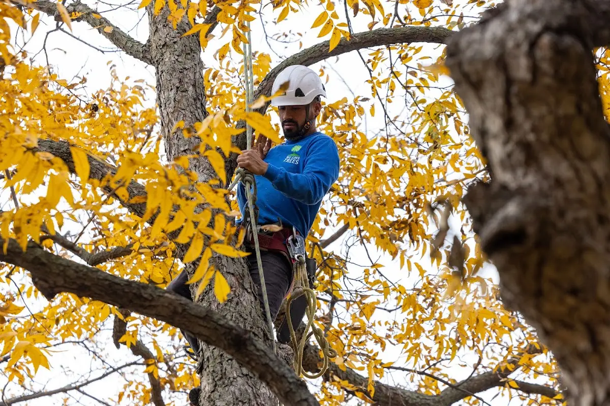 Skilled Tree Planing crew working in Pretty Prairie